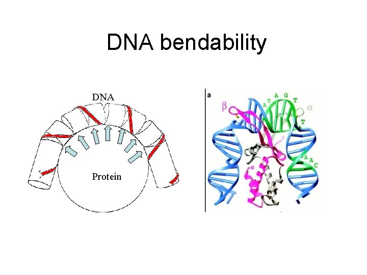 DNA bendability DNA Protein 