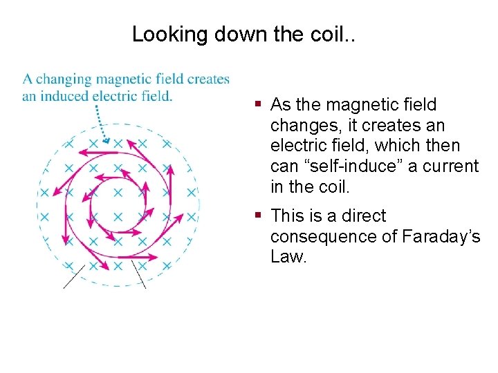 Looking down the coil. . § As the magnetic field changes, it creates an