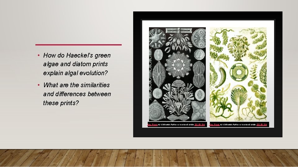  • How do Haeckel’s green algae and diatom prints explain algal evolution? •