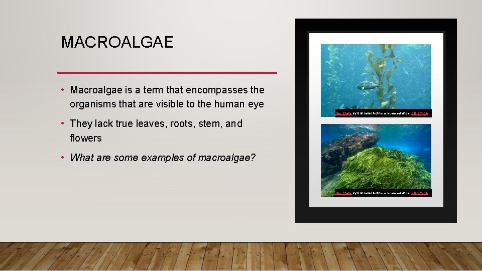 MACROALGAE • Macroalgae is a term that encompasses the organisms that are visible to