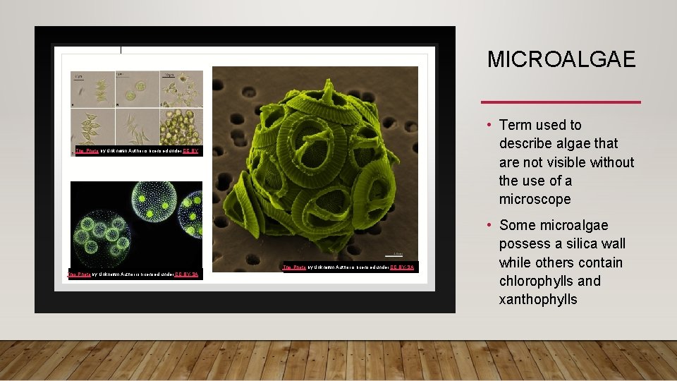 MICROALGAE • Term used to describe algae that are not visible without the use