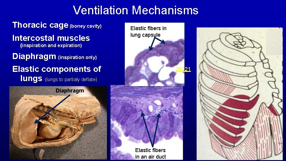 Ventilation Mechanisms Thoracic cage (boney cavity) Intercostal muscles Elastic fibers in lung capsule (inspiration