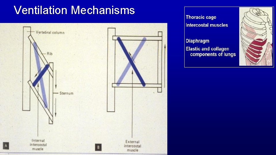 Ventilation Mechanisms 