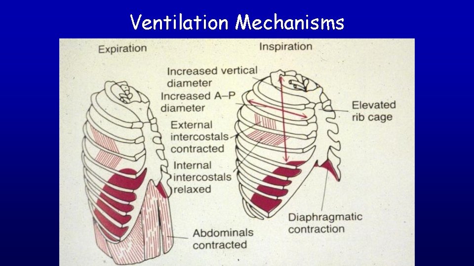 Ventilation Mechanisms 