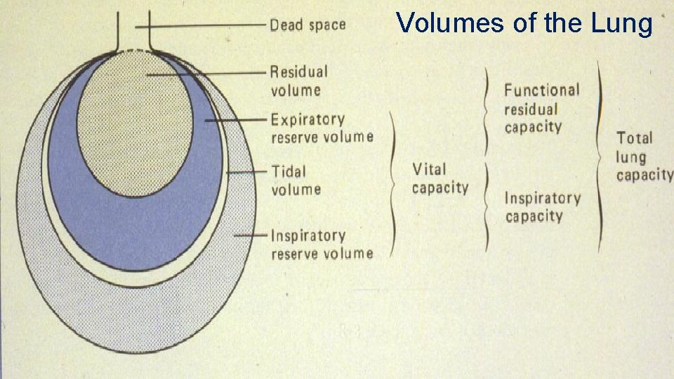 Volumes of the Lung 