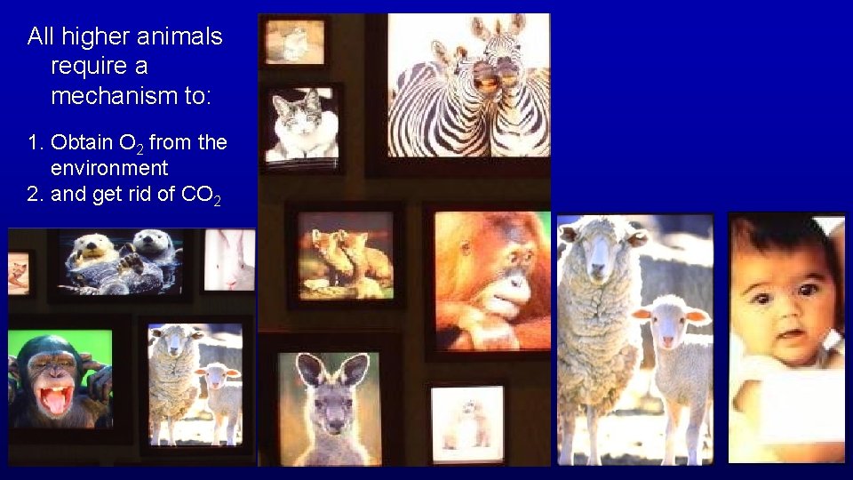 All higher animals require a mechanism to: 1. Obtain O 2 from the environment