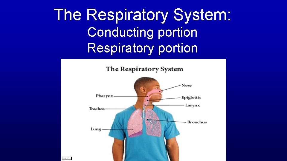 The Respiratory System: Conducting portion Respiratory portion 