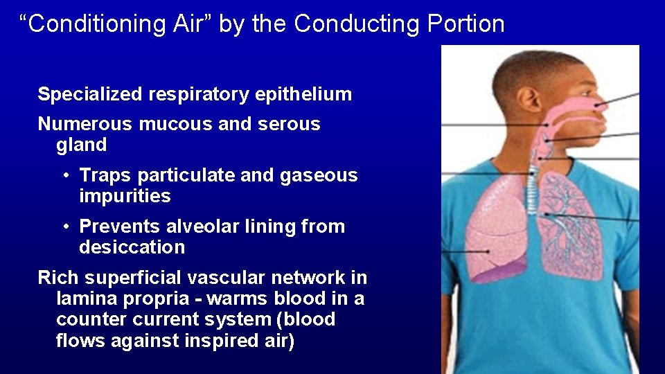 “Conditioning Air” by the Conducting Portion Specialized respiratory epithelium Numerous mucous and serous gland