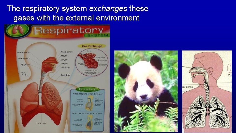 The respiratory system exchanges these gases with the external environment 