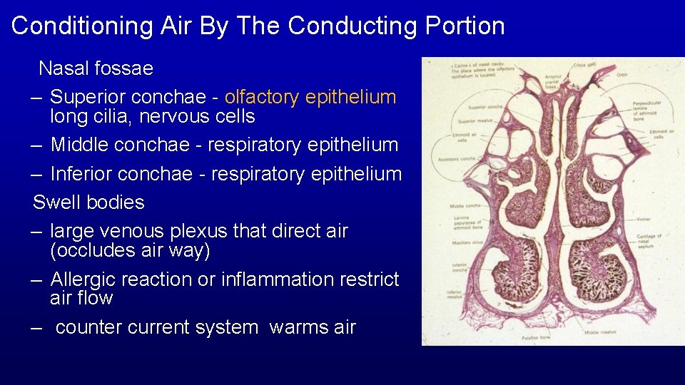 Conditioning Air By The Conducting Portion Nasal fossae – Superior conchae - olfactory epithelium