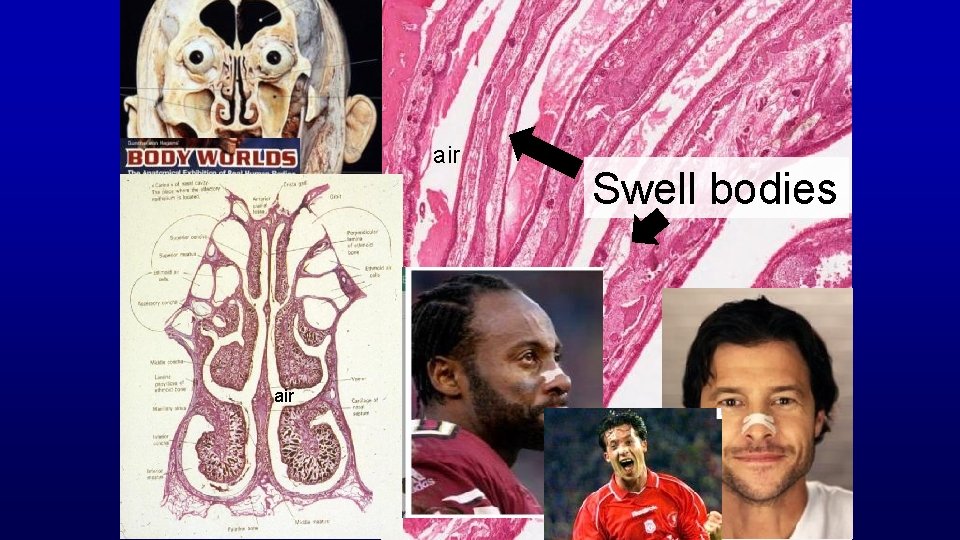 air Swell bodies 