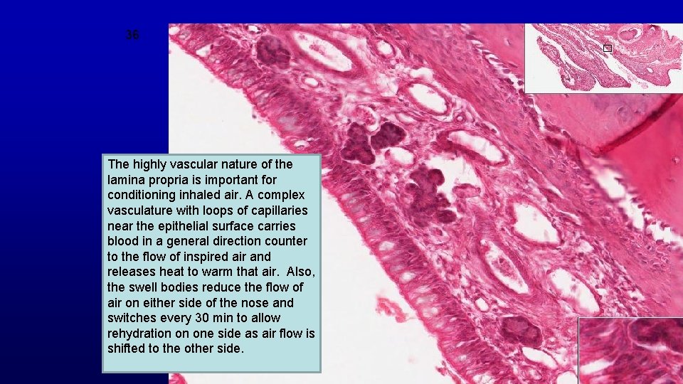 36 The highly vascular nature of the lamina propria is important for conditioning inhaled