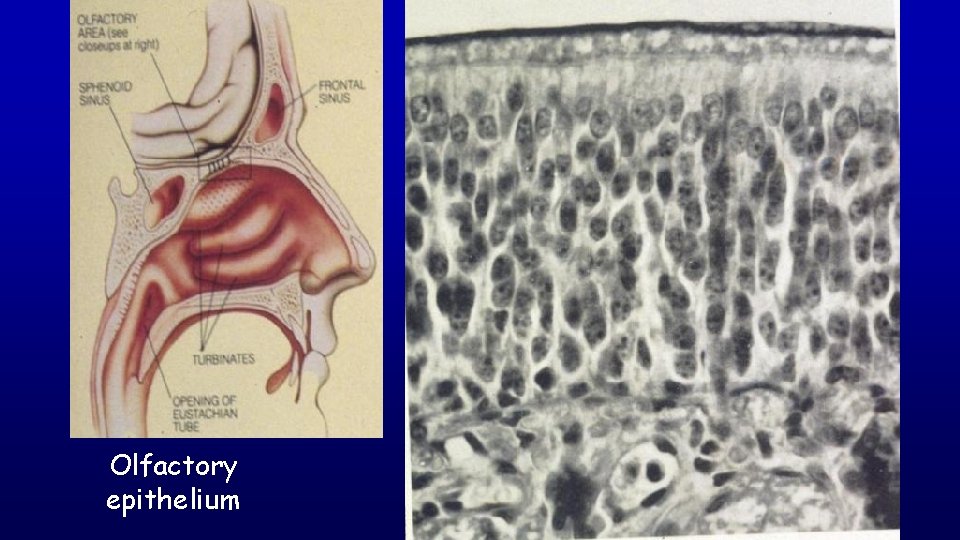 Olfactory epithelium 