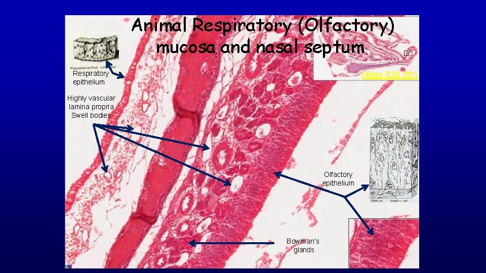 Animal Respiratory (Olfactory) mucosa and nasal septum Respiratory epithelium Histo 036 001 Highly vascular