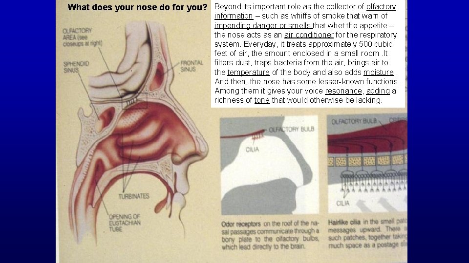 What does your nose do for you? Beyond its important role as the collector