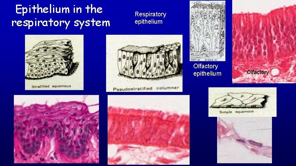 Epithelium in the respiratory system Respiratory epithelium Olfactory 