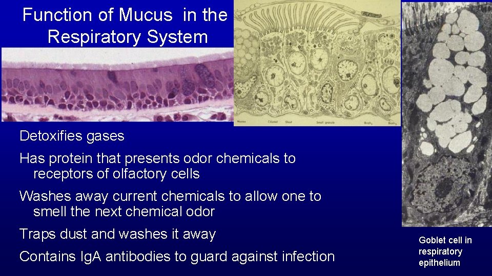 Function of Mucus in the Respiratory System Detoxifies gases Has protein that presents odor