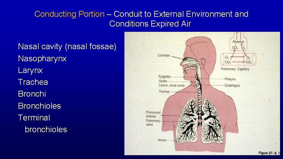 Conducting Portion – Conduit to External Environment and Conditions Expired Air Nasal cavity (nasal