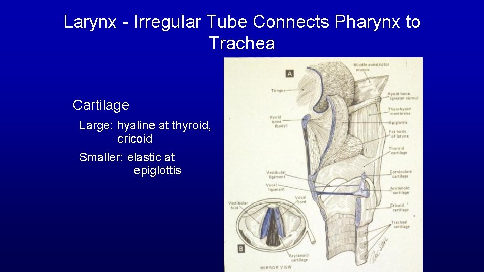 Larynx - Irregular Tube Connects Pharynx to Trachea Cartilage Large: hyaline at thyroid, cricoid