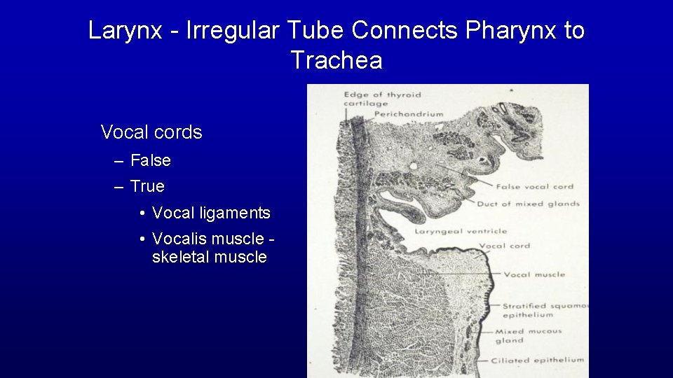 Larynx - Irregular Tube Connects Pharynx to Trachea Vocal cords – False – True