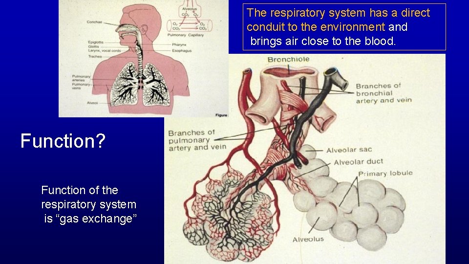 The respiratory system has a direct conduit to the environment and brings air close