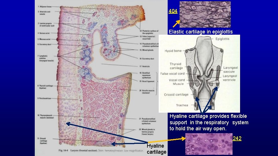 404 Elastic cartilage in epiglottis Hyaline cartilage provides flexible support in the respiratory system