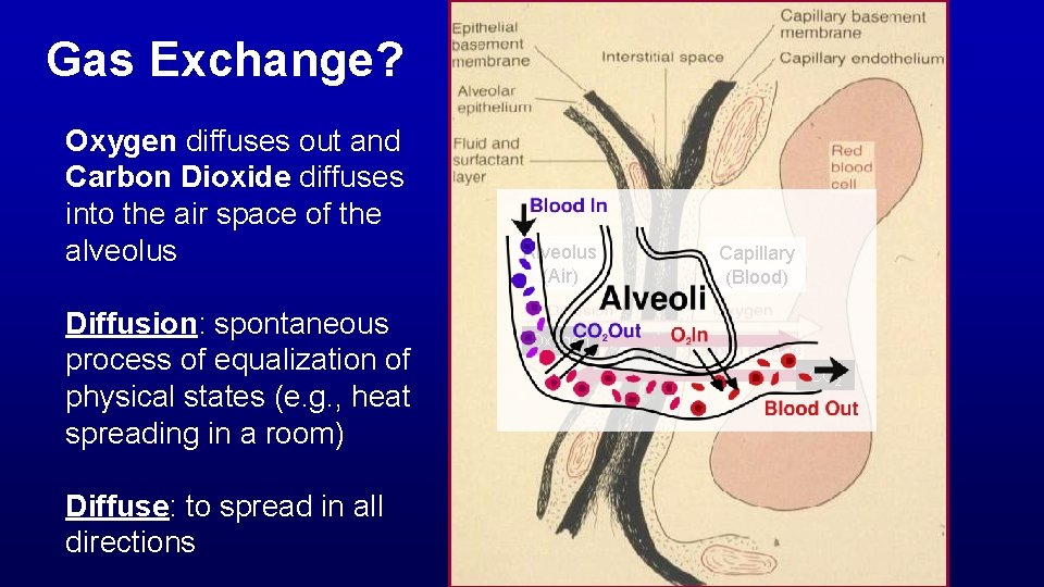 Gas Exchange? Oxygen diffuses out and Carbon Dioxide diffuses into the air space of
