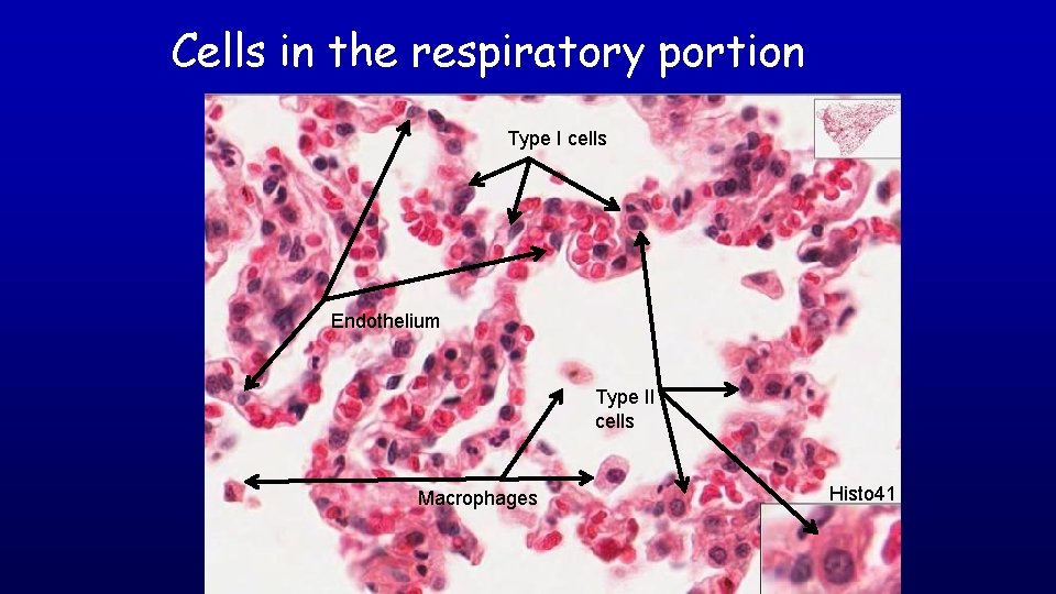 Cells in the respiratory portion BRONCHIOLE Type I cells Endothelium Type II cells Macrophages