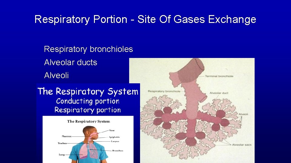 Respiratory Portion - Site Of Gases Exchange Respiratory bronchioles Alveolar ducts Alveoli 