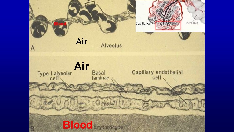 Blood Air Blood 