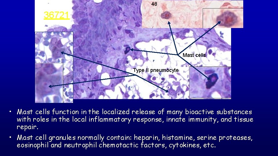 48 36721 Mast cells Type II pneumocyte • Mast cells function in the localized