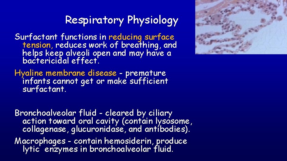 Respiratory Physiology Surfactant functions in reducing surface tension, reduces work of breathing, and helps
