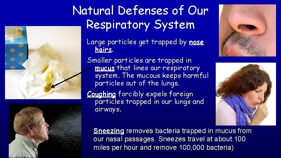 Natural Defenses of Our Respiratory System Large particles get trapped by nose hairs. Smaller