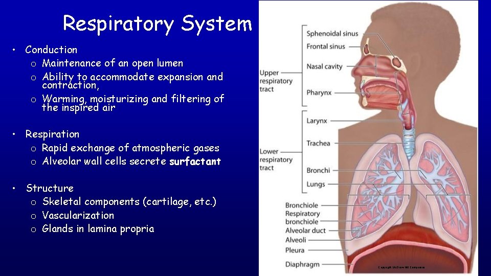 Respiratory System • Conduction o Maintenance of an open lumen o Ability to accommodate