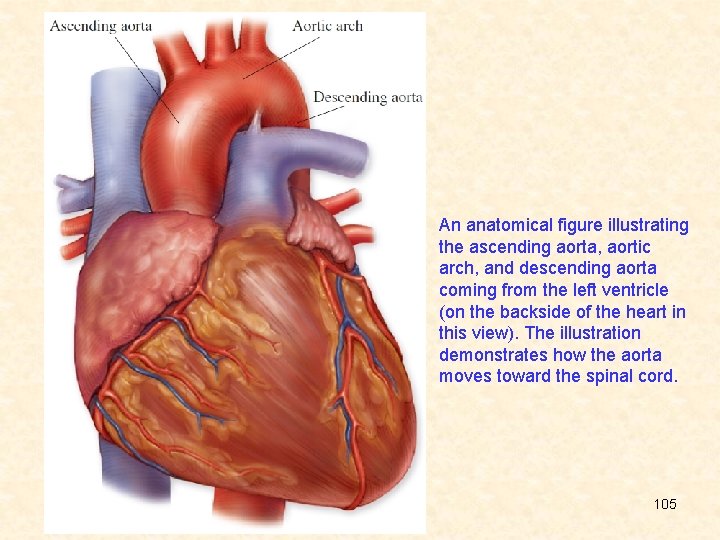 An anatomical figure illustrating the ascending aorta, aortic arch, and descending aorta coming from