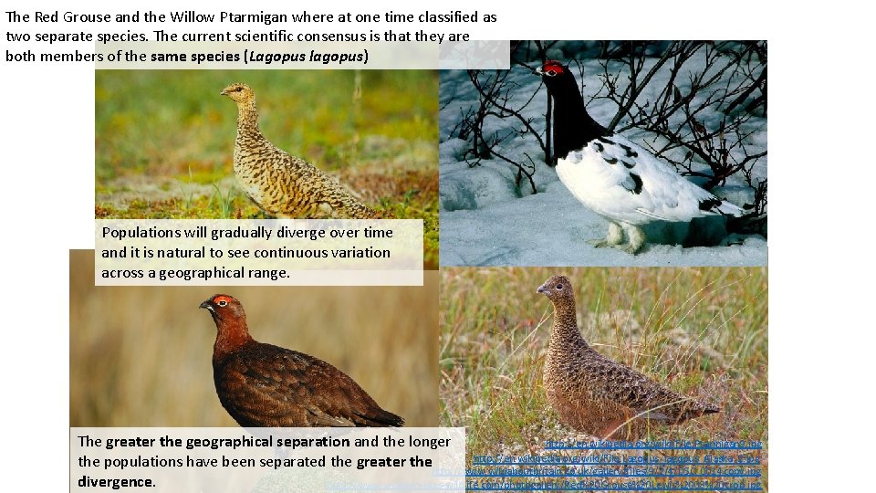 The Red Grouse and the Willow Ptarmigan where at one time classified as two