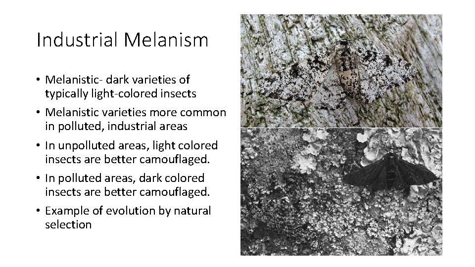 Industrial Melanism • Melanistic- dark varieties of typically light-colored insects • Melanistic varieties more