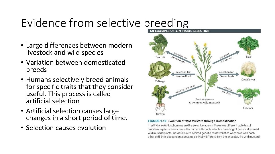 Evidence from selective breeding • Large differences between modern livestock and wild species •