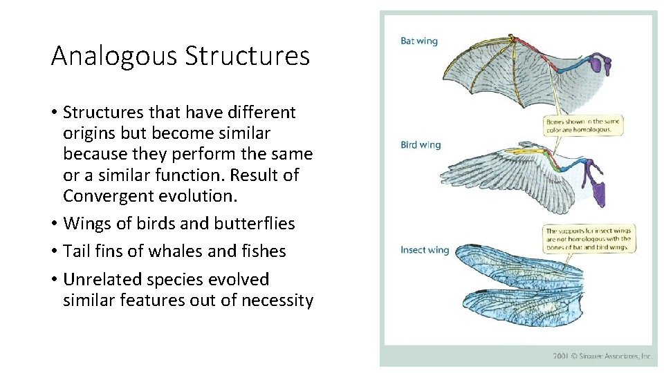 Analogous Structures • Structures that have different origins but become similar because they perform