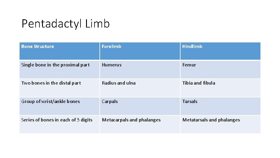 Pentadactyl Limb Bone Structure Forelimb Hindlimb Single bone in the proximal part Humerus Femur