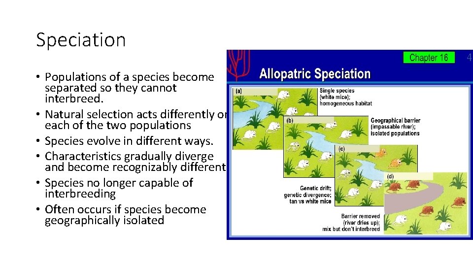Speciation • Populations of a species become separated so they cannot interbreed. • Natural