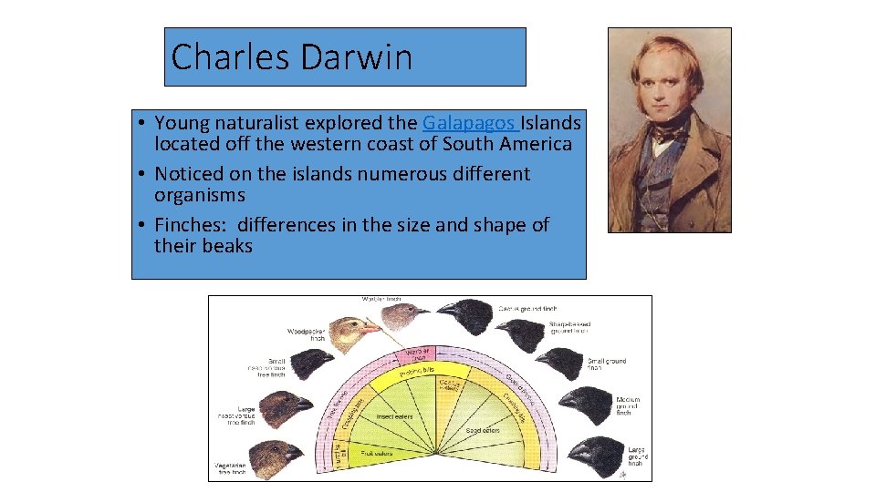 Charles Darwin • Young naturalist explored the Galapagos Islands located off the western coast