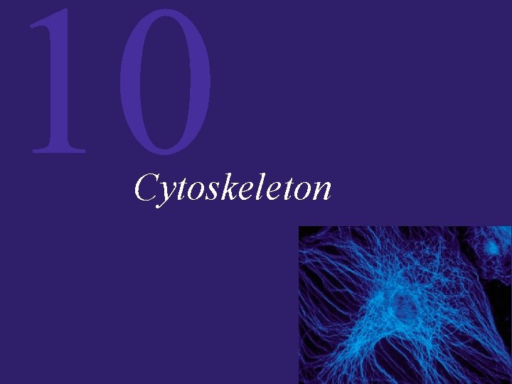 10 Cytoskeleton 