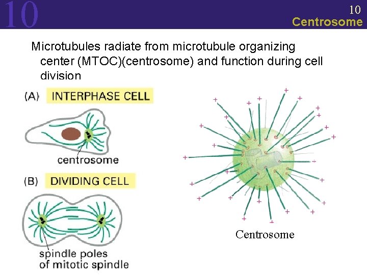 10 10 Centrosome Microtubules radiate from microtubule organizing center (MTOC)(centrosome) and function during cell