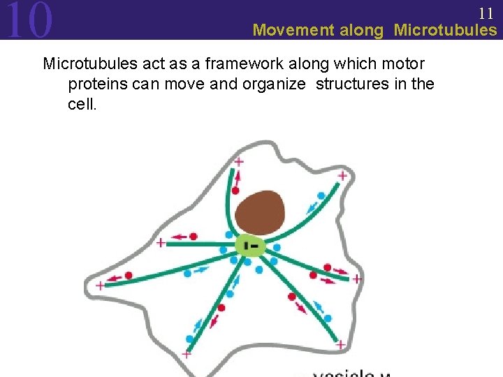 10 11 Movement along Microtubules act as a framework along which motor proteins can
