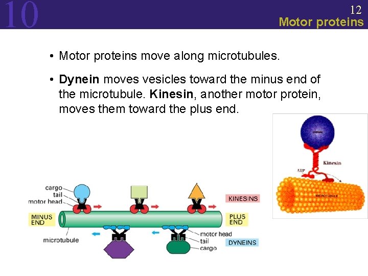 10 12 Motor proteins • Motor proteins move along microtubules. • Dynein moves vesicles