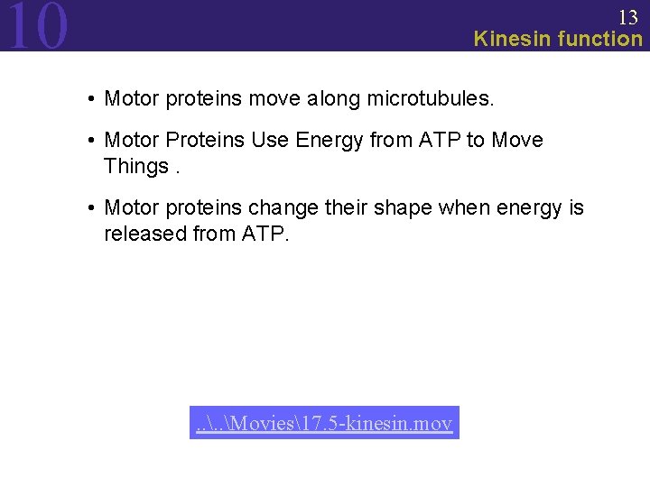 10 13 Kinesin function • Motor proteins move along microtubules. • Motor Proteins Use