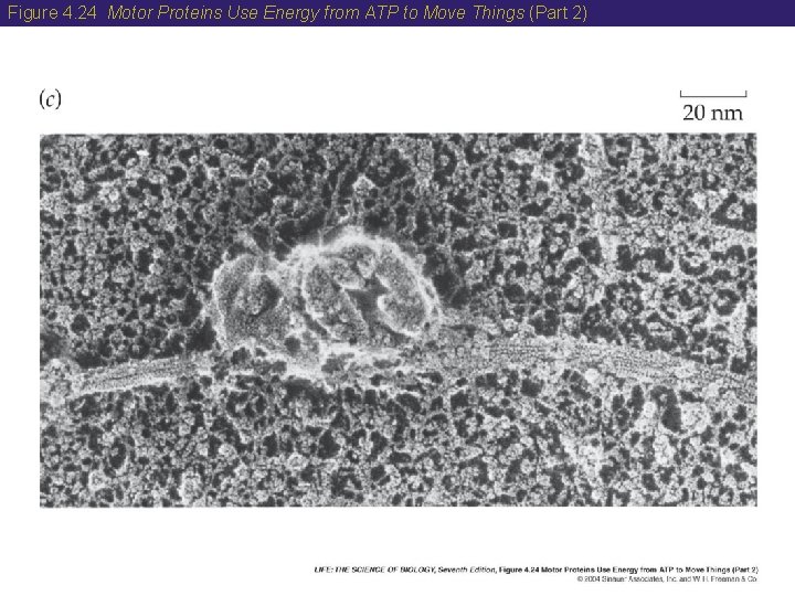 Figure 4. 24 Motor Proteins Use Energy from ATP to Move Things (Part 2)