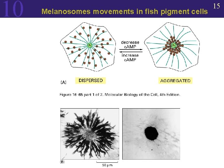 10 Melanosomes movements in fish pigment cells 15 