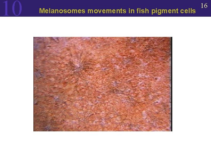 10 Melanosomes movements in fish pigment cells 16 